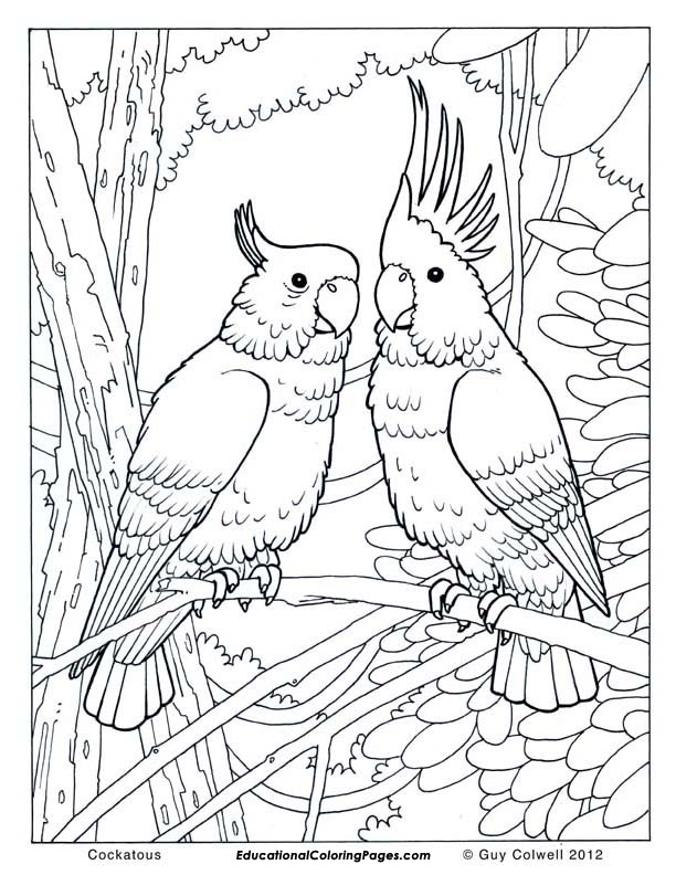 Birds Coloring Page 12