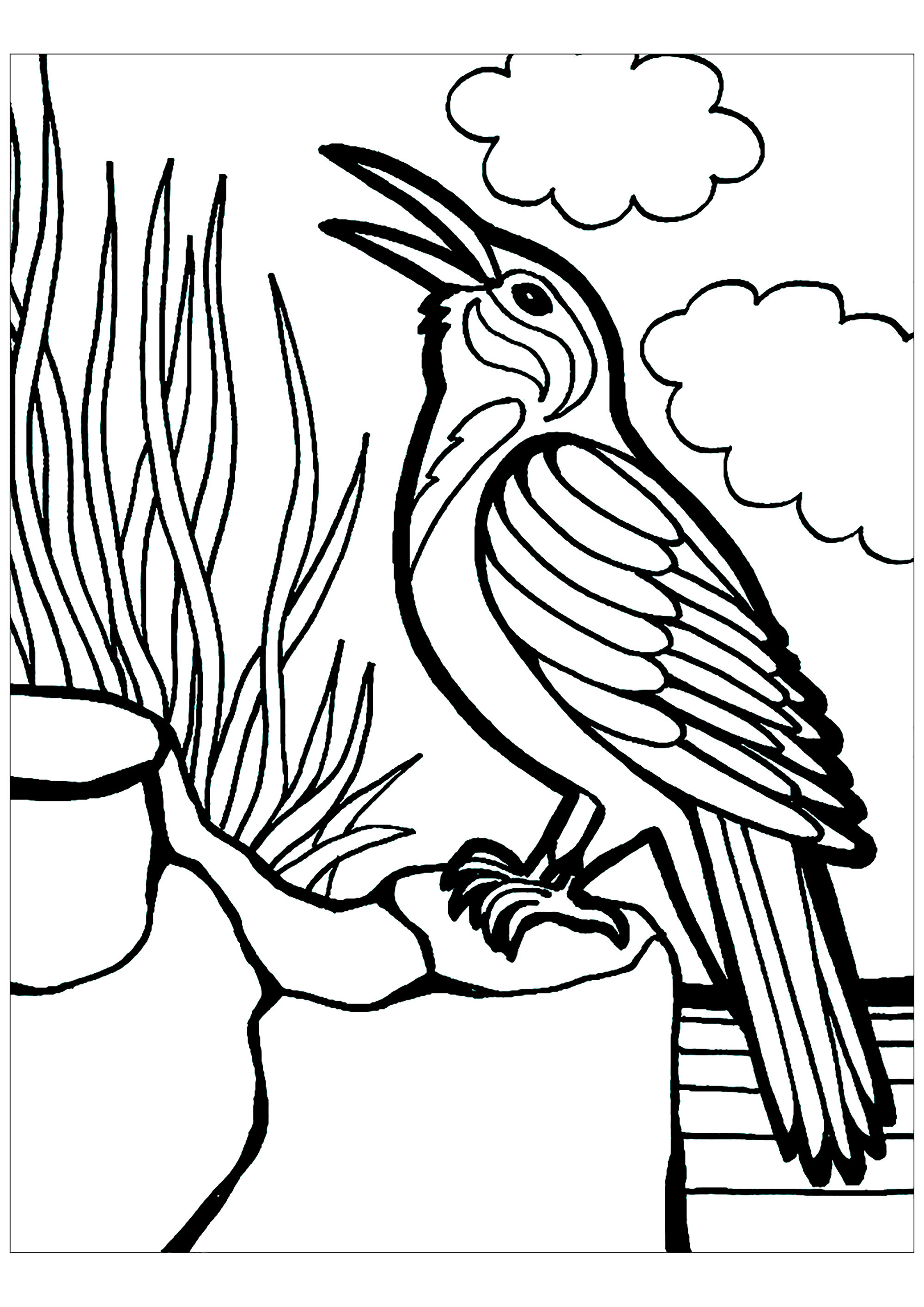 Birds Coloring Page 14