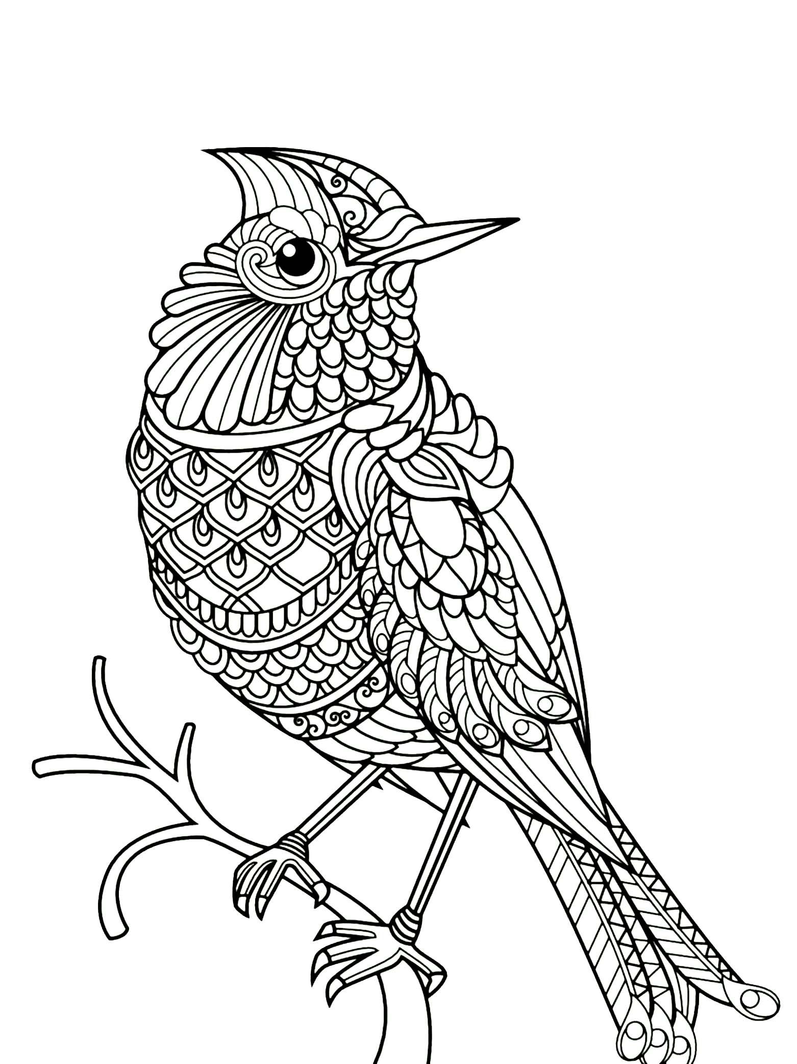 Birds Coloring Page 16