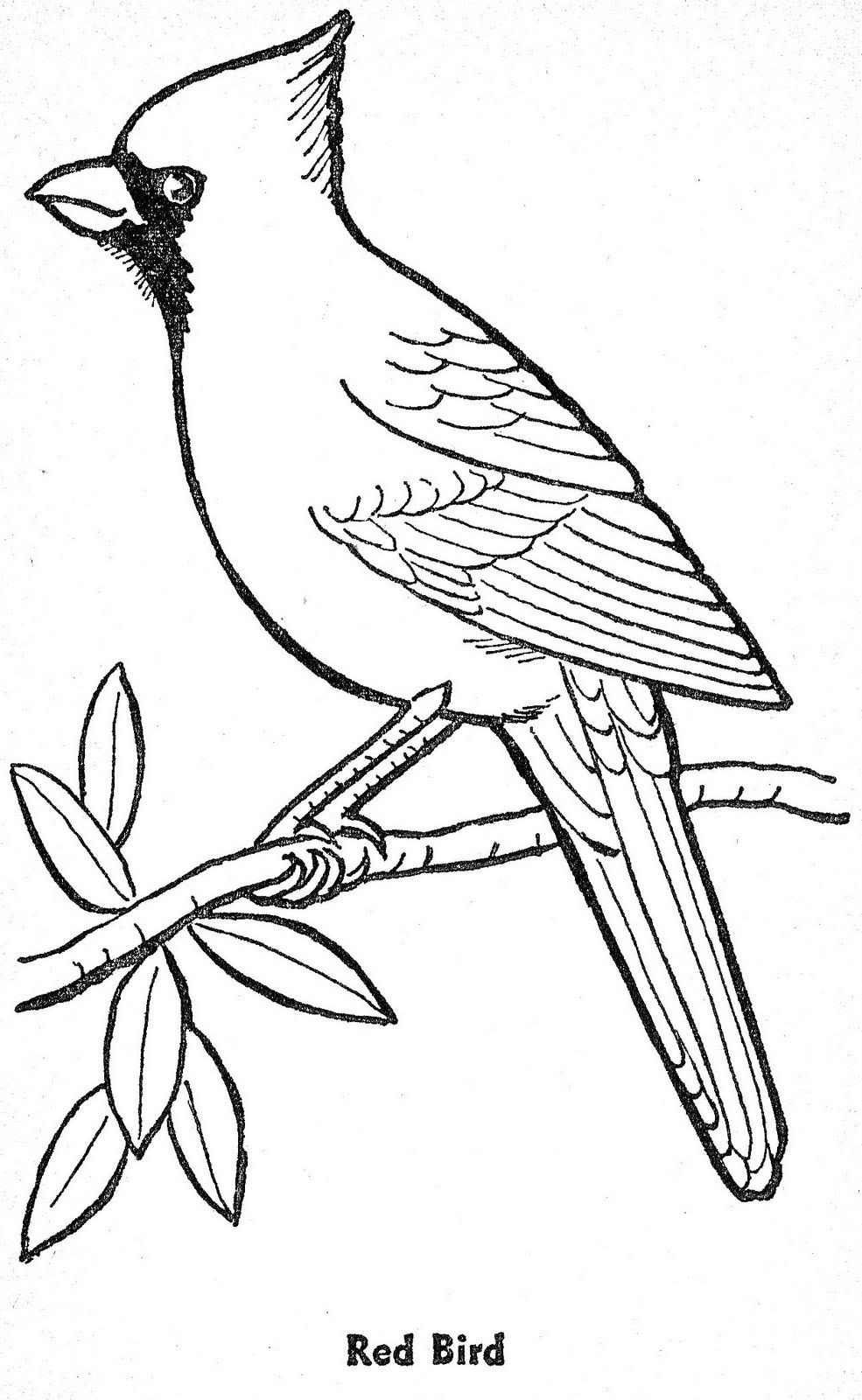 Birds Coloring Page 36