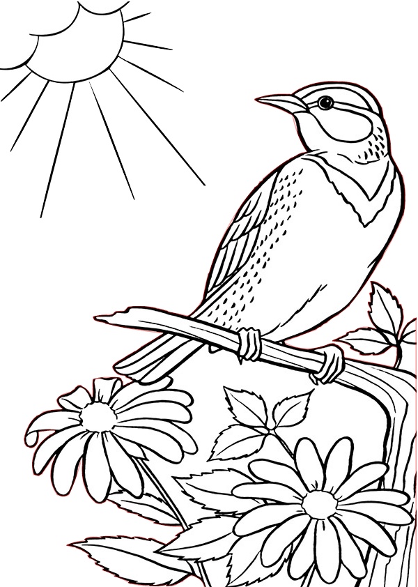 Birds Coloring Page 40