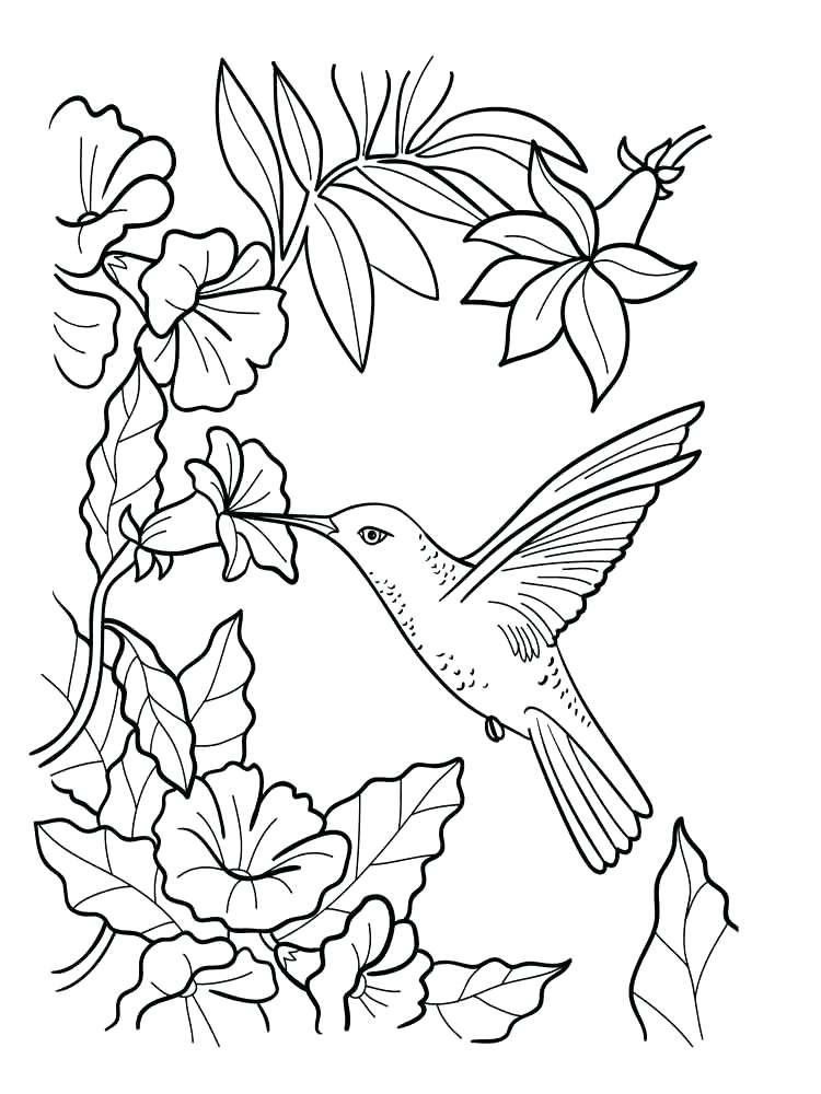 Birds Coloring Page 41