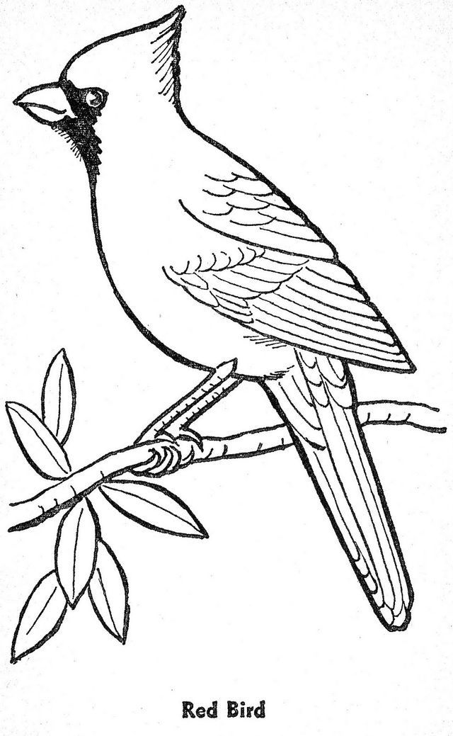 Birds Coloring Page 50