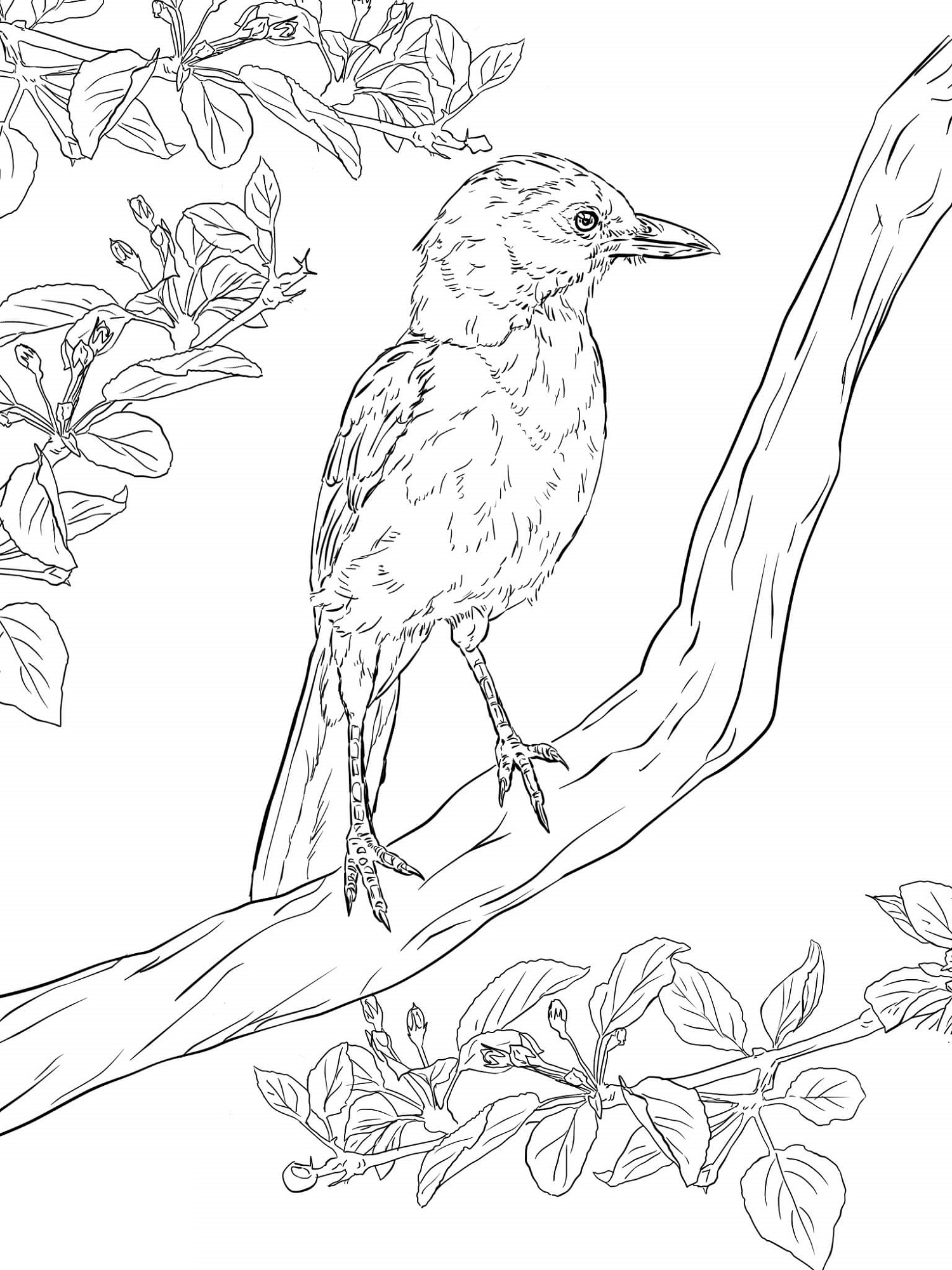 Birds Coloring Page 89