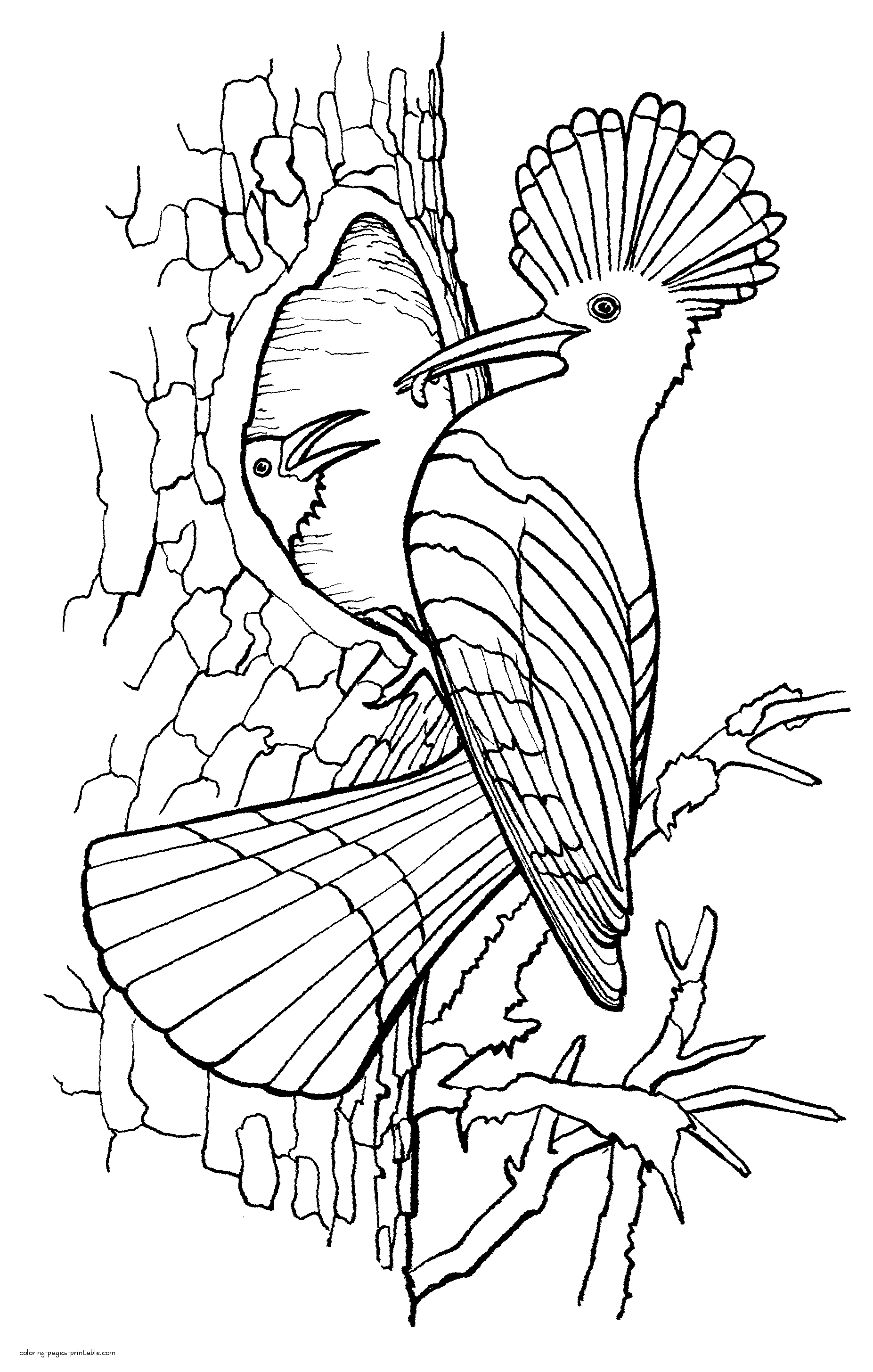 Birds Coloring Page 90