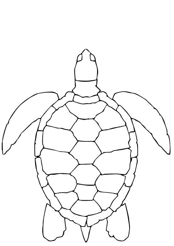 Coloring Sheets Turtle 10