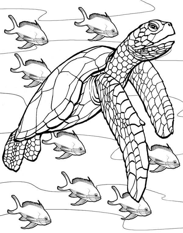 Coloring Sheets Turtle 33