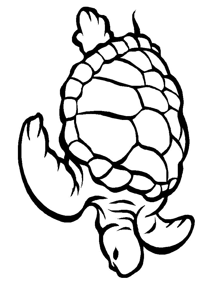 Coloring Sheets Turtle 4