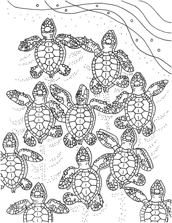 Coloring Sheets Turtle 5