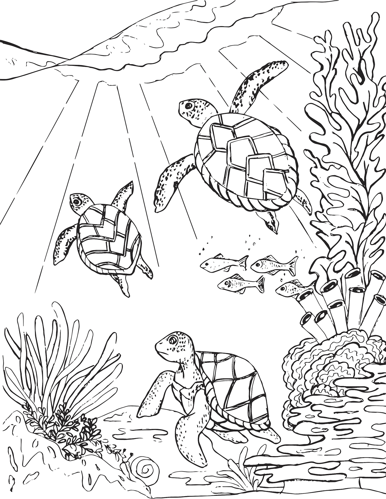 Coloring Sheets Turtle 6