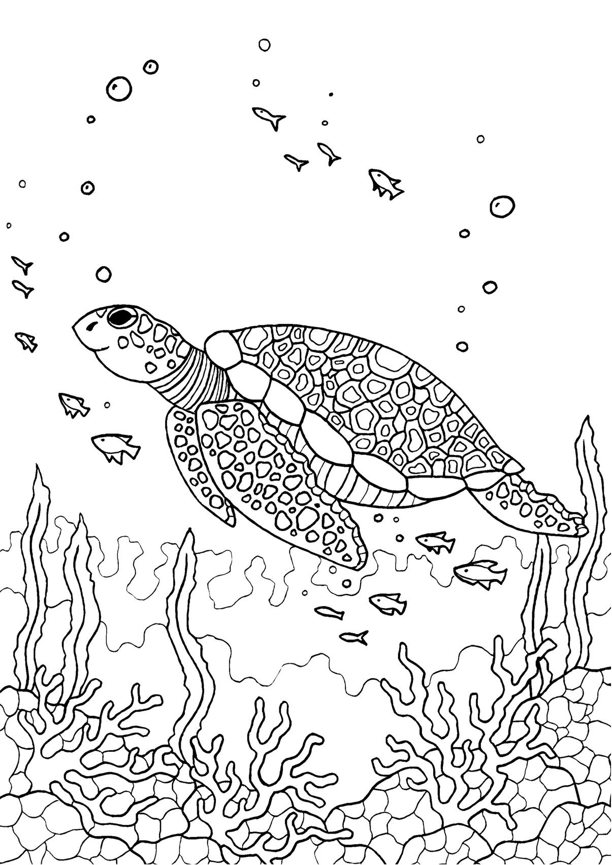 Coloring Sheets Turtle 8