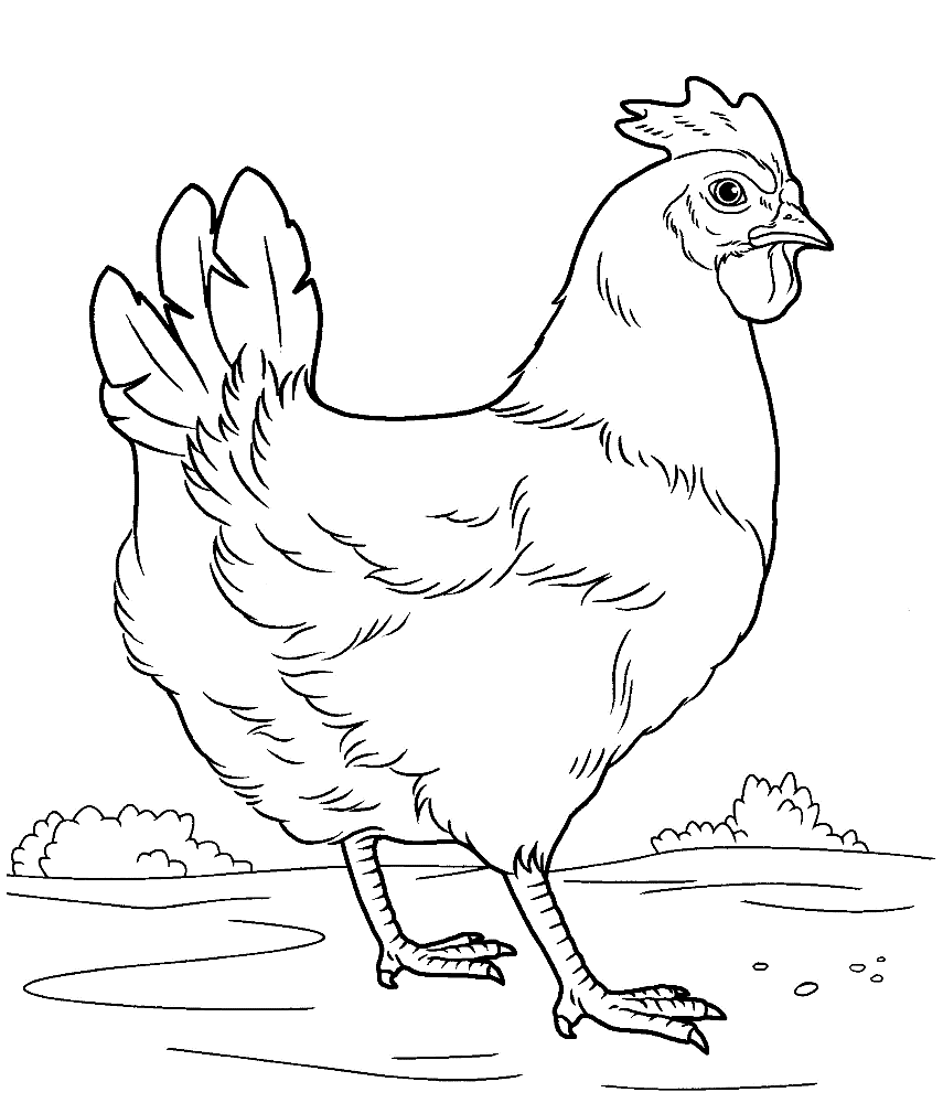 50 Coloring Pages Chicken 15