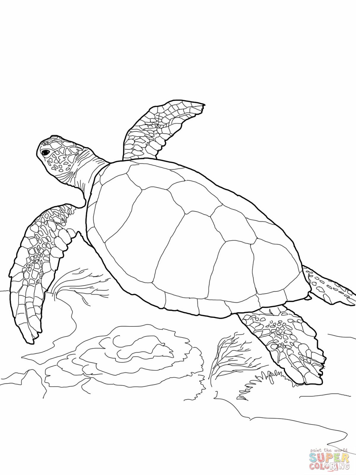 55 Free Turtle Coloring Pages 15