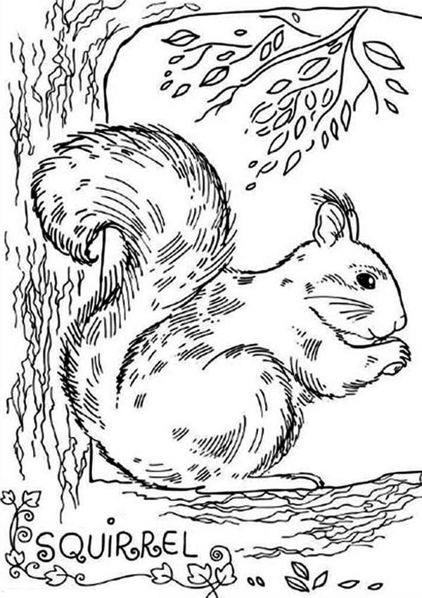 60 Coloring Page Squirrel 7