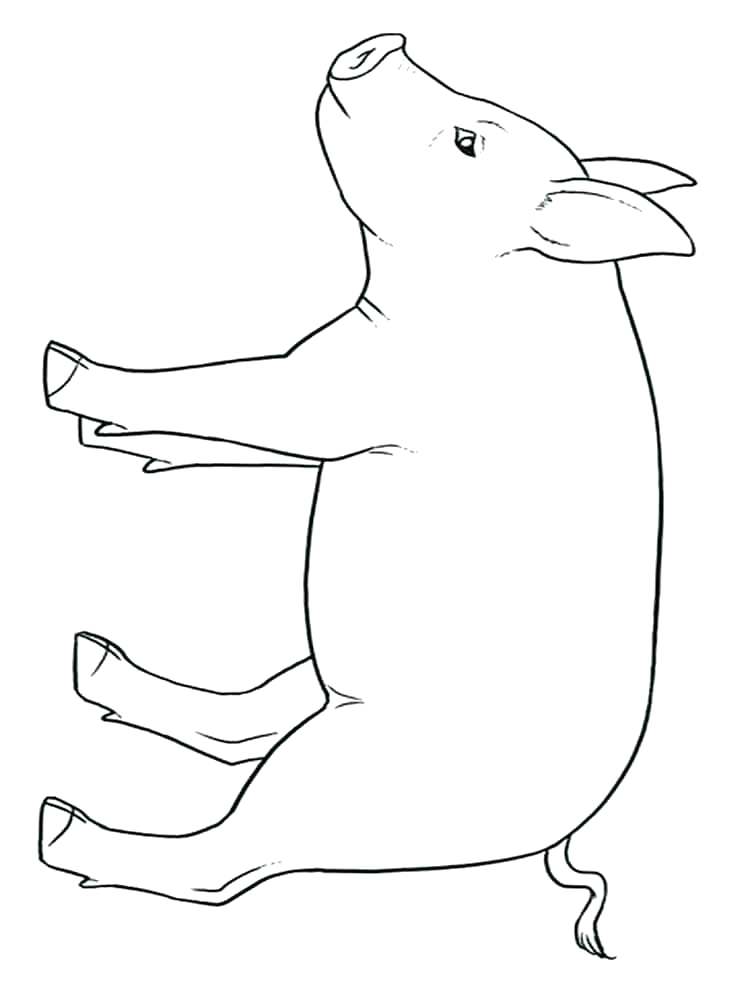 60 Printable Pigs Coloring Sheet 34